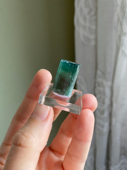 Rare Pederneira Mine Terminated Tourmaline w/ Blue Cap
