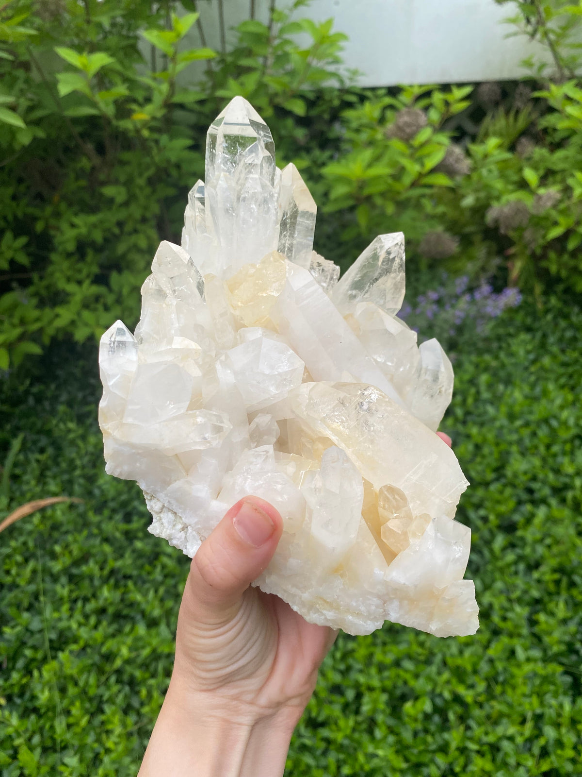 Large Rare Colombian Golden Lemurian Quartz Cluster