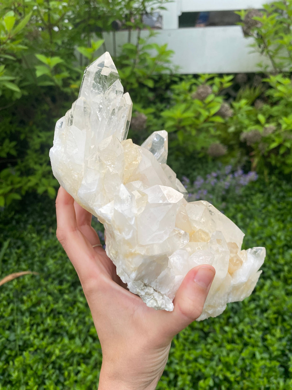 Large Rare Colombian Golden Lemurian Quartz Cluster